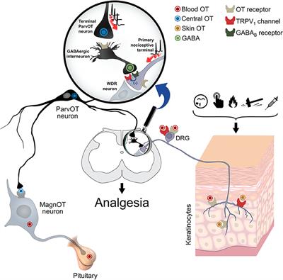 Oxytocin, GABA, and TRPV1, the Analgesic Triad?